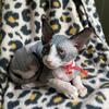 Super sweet n spoiled Hairless Sphynx kitten Ready Now TIca