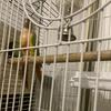 Conures looking for new home