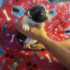 Boston Terrier puppy''s, Male and female, CKC