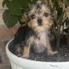 Yorkie-- (welcome to facetime us 850-2574705