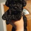 Yorkiepoo Puppies