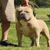 PUREBRED AMERICAN BULLY-Very loving
