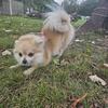 Male Pomeranian and White Pomeranian 