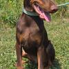 Dobermann