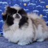 KATERING PEKINGESE DOUBLE CH SIRED MALE PEKINGESE PUPPY