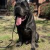 Cane Corso Stud 