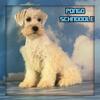 Pongo Male Schnoodle