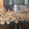 AKC Golden Retriever puppies 