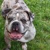 Olde English Bulldogge female retired 