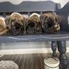AKC Registered Bullmastiff pups