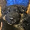 Male German Shepherd Puppy