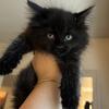 maine coons for adoption