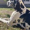 European Great Danes puppy''s $1600.00