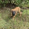 AKC Belgian Malinois puppy 