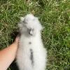 Lionhead 