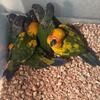 Baby birds/ Parrots / Finches 