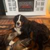 Bernese mountain dog puppies