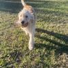 Girl Goldendoodle For Sale