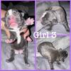 Blue and white Frenchton puppies