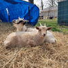 Pygmy/Nigerian Dwarf Mix Goats