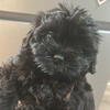 Shih-ztu/Poodle