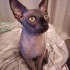 Sphynx Kittens