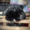 Spayed female bunny