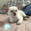 Lilac & Chocolate Point Siamese Kittens