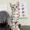 1 Silver Male Bengal Kitten available 