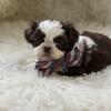 Akc shihtzu males