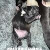 PUG PUPPIES: FAWN MALES AND FAWN FEMALES, BLACK MALES AND FEMALES
