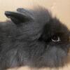 Purebred Lionhead Bunnies
