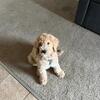 Standard Goldendoodle Puppy