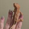 CRESTED GECKOS