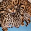 Bengal kittens