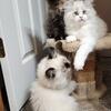 Bonded brothers Tall Minuet kittens