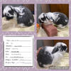 Holland Lop Rabbits