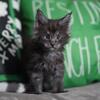 Premium Black Smoke Maine Coon male – DNA Clear Parentage