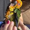 Sunconure babies