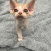 Teddy male Devon Rex, red and white