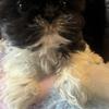 Adorable Shih Tzu Puppy Ready for Loving Home