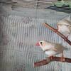 *sold* Zebra finches, 2 males, 2 females, Cfw (chestnut flanked white) spring born. $25 each or $20 each if 2