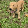 Golden Retriever Puppies