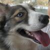 Female Aussie/Husky 