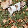 frenchies akc registered 