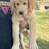AKC Golden Retriever 
