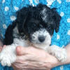 October 2023 designer small tc Morkiepoo yorkie chorkie-poo chorkie poodle puppies PU Sacramento CA