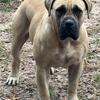 Boerboel