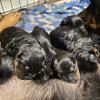 AKC German Rottweiler Puppies 