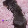 DACHSHUND- FEMALE-(Sold)